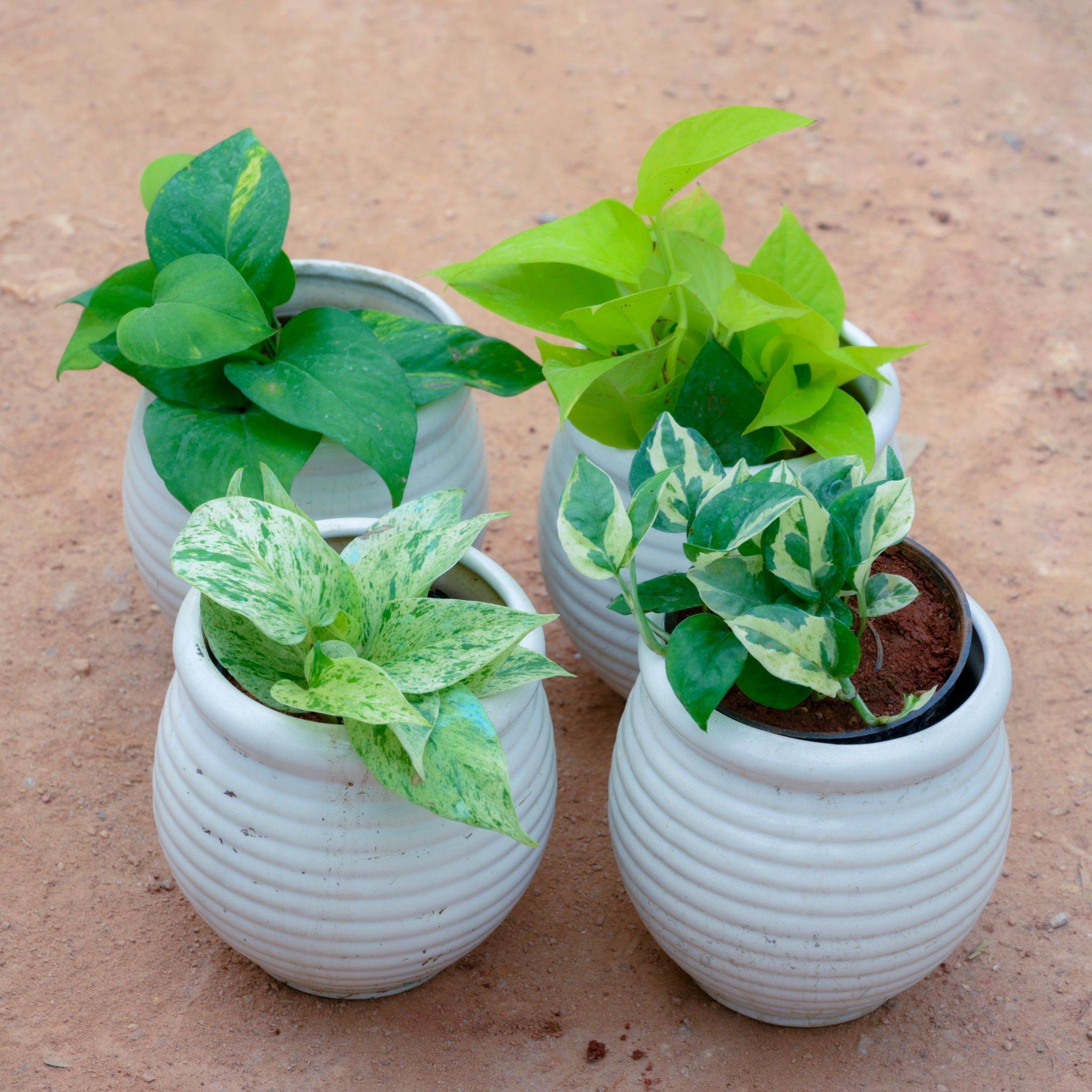 Set Of 4 - Money Plant Green, Golden, White & Marble in 5 Inch Matki Designer Ceramic Pot (Any Colour & Design)