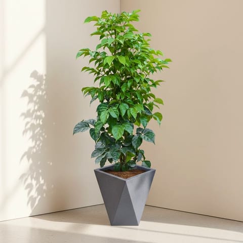 Radermachera / China Doll (~ 2 Ft) in 8 X 12 Inch Grey Premium Fantasia Fiberglass Planter