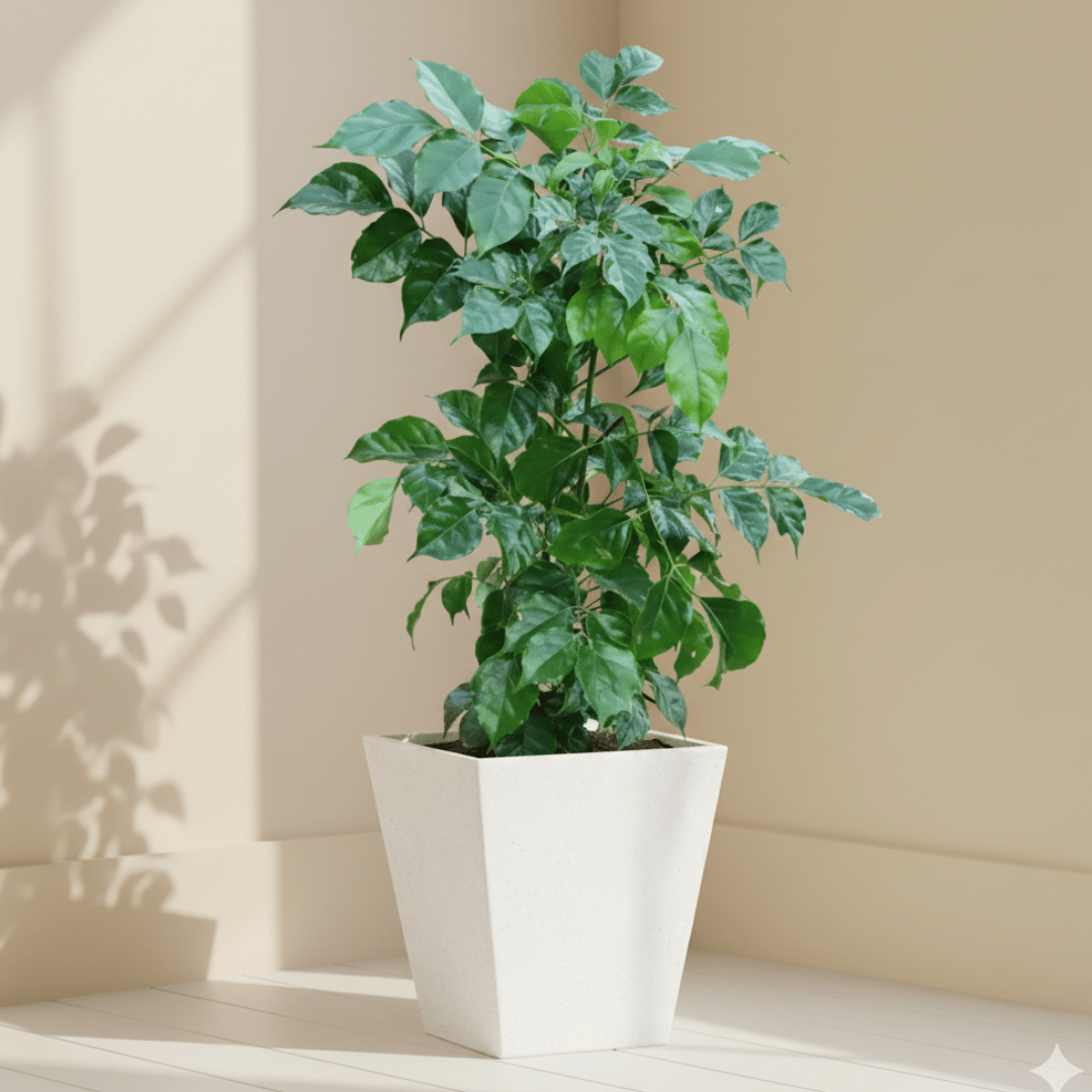 Radermachera / China Doll (~ 3 Ft) in 12 X 12 Inch White Premium Makris Fiberglass Planter