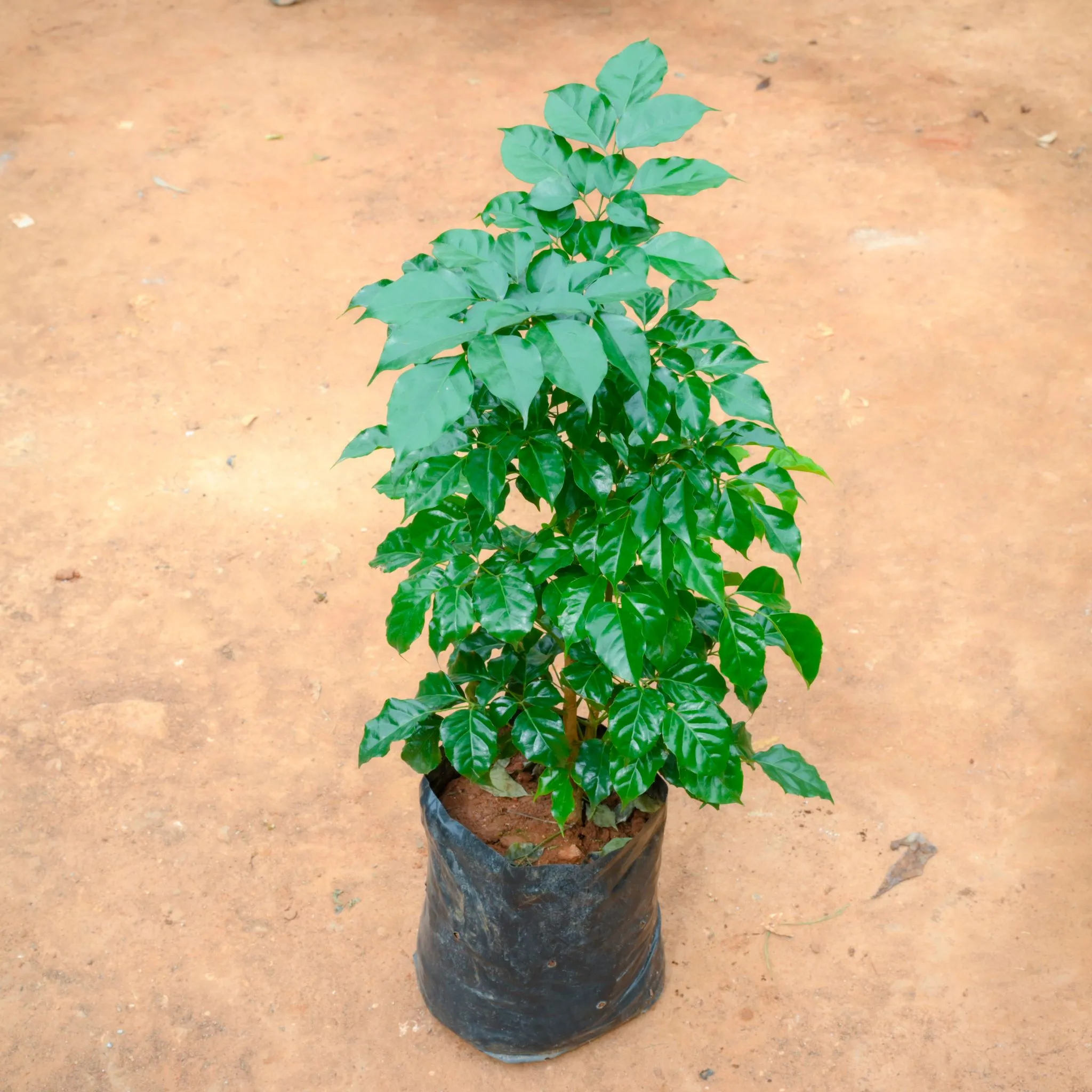 Radermachera / China Doll (~ 4 Ft) in 14 Inch Nursery Bag
