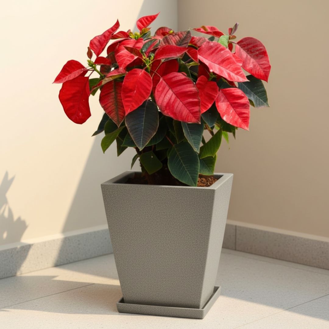 Poinsettia / Christmas Flower Red in 12 X 10 Inch Grey Premium Blaze Fiberglass Planter