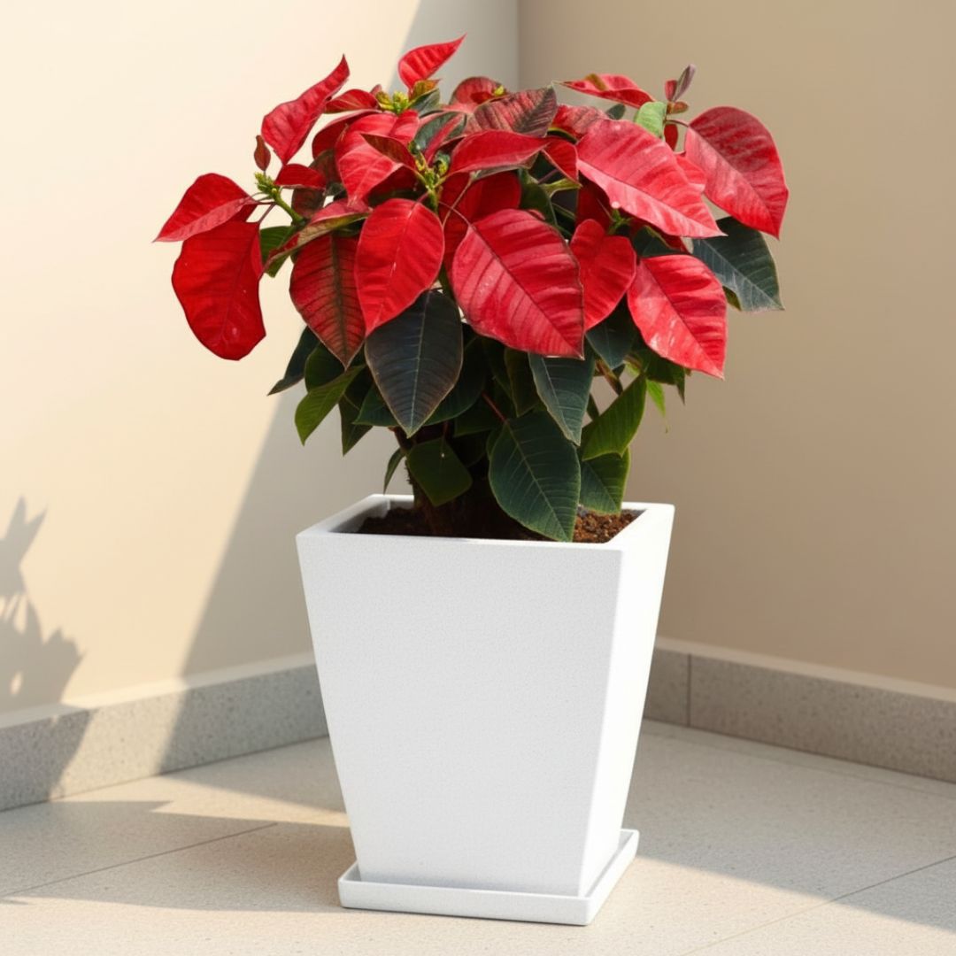Poinsettia / Christmas Flower Red in 12 X 10 Inch White Premium Blaze Fiberglass Planter