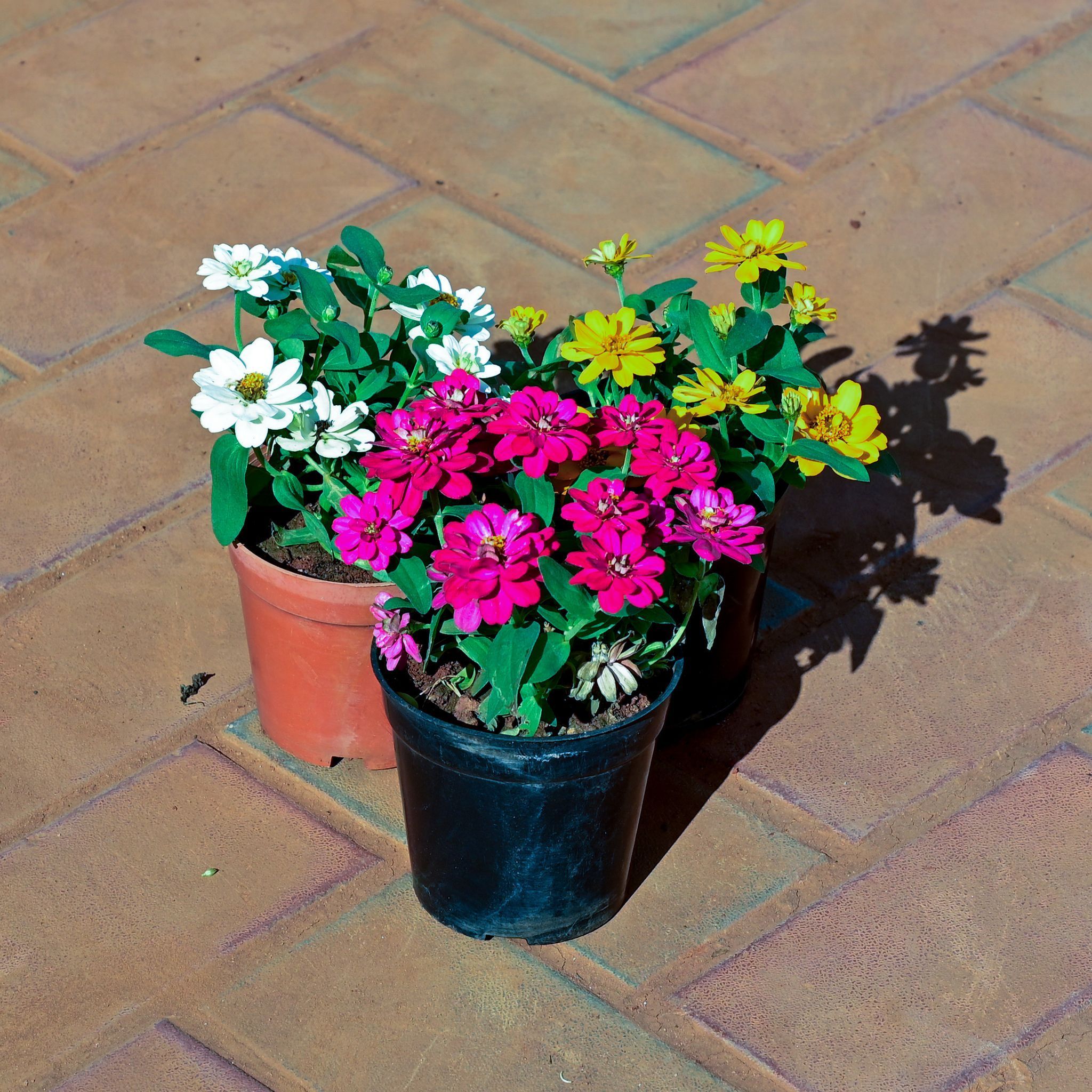 Set of 3 - Zinnia (Any Colour) in 4 Inch Nursery Pot