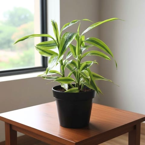Lucky Bamboo Golden in 4 Inch Nursery Pot