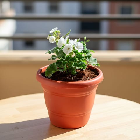 Geranium (Any Colour) in 8 Inch Terracotta Red Classy Plastic Pot