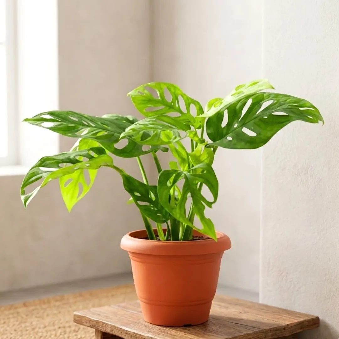 Monstera Broken Heart in 8 Inch Terracotta Red Classy Plastic Pot