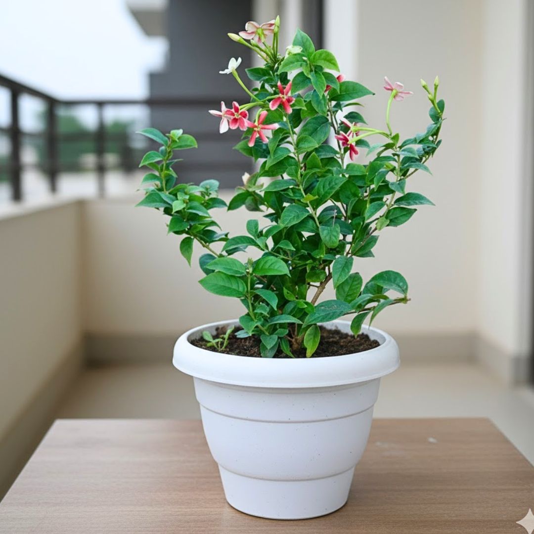 Rangoon Creeper / Madhu Malti (Any Colour) in 8 Inch White Classy Plastic Pot