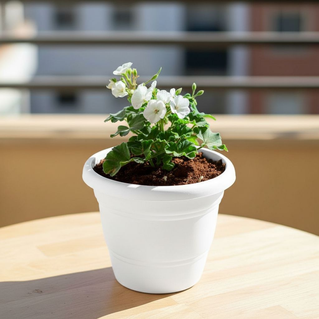 Geranium (Any Colour) in 8 Inch White Classy Plastic Pot