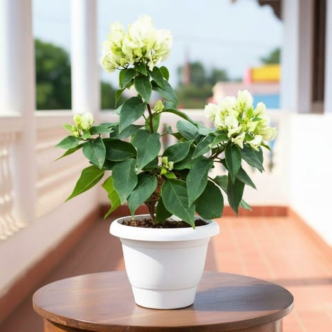 Bougainvillea White in 8 Inch White Classy Plastic Pot