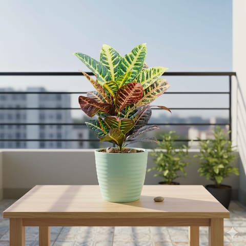 Croton Petra in 5 Inch Pastel Green Avora Premium Plastic Planter
