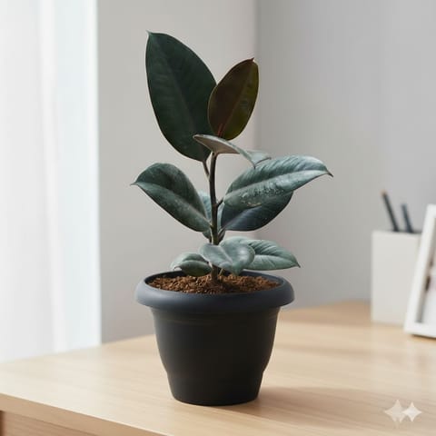 Rubber Black in 10 Inch Black Classy Plastic Pot