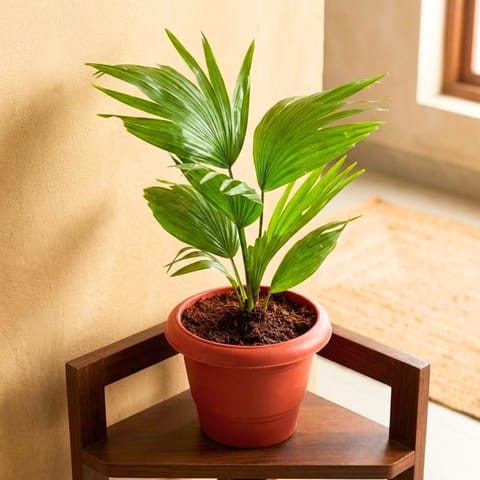 Chinese Fan Palm in 8 Inch Terracotta Red Classy Plastic Pot