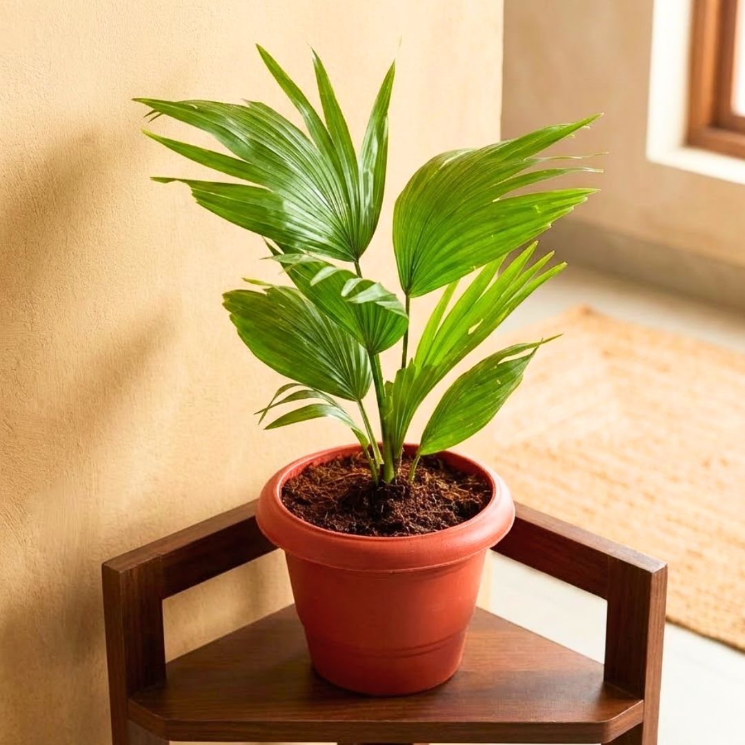 Chinese Fan Palm in 8 Inch Terracotta Red Classy Plastic Pot