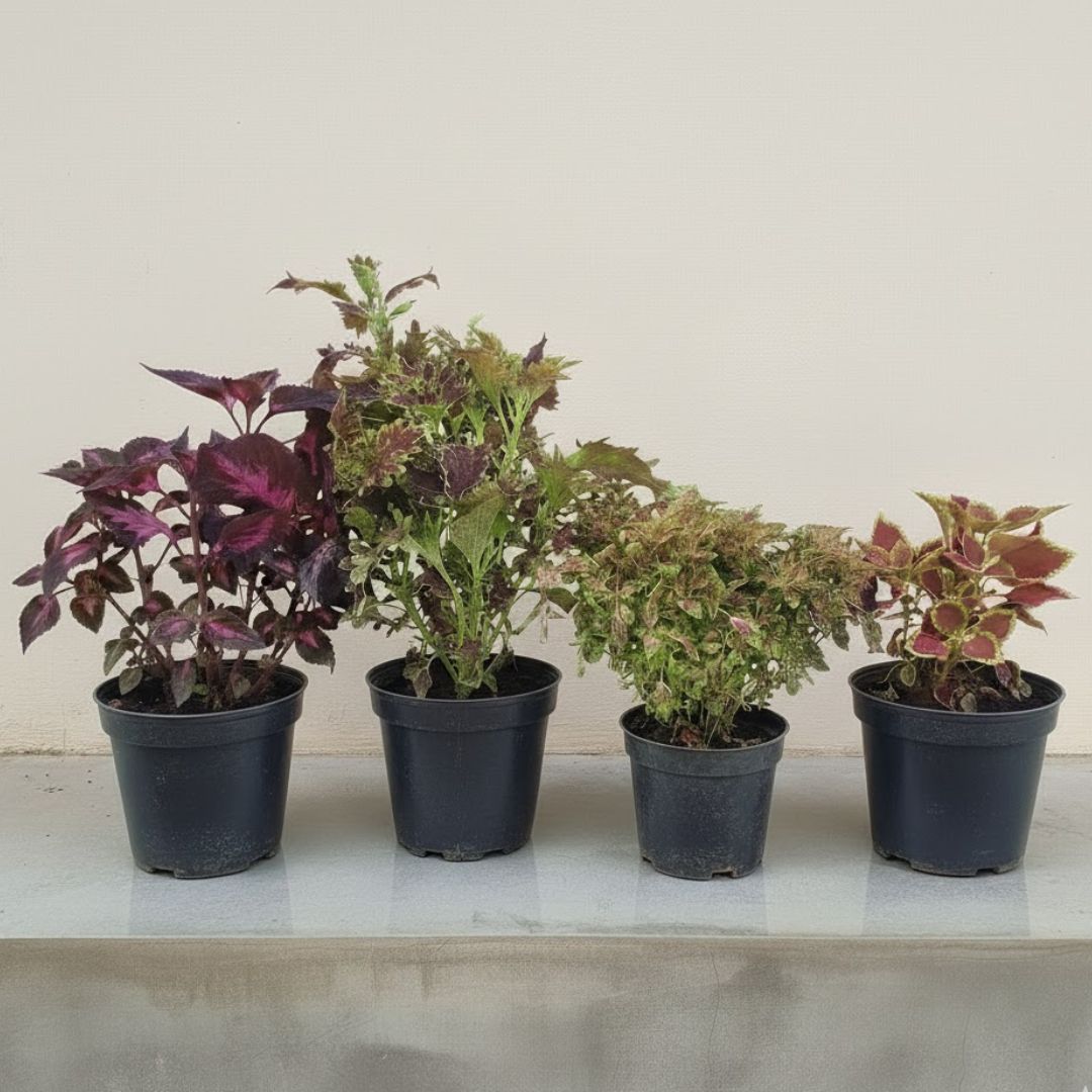 Set Of 4 - Coleus (Any Colour) in 5 Inch Nursery Pot