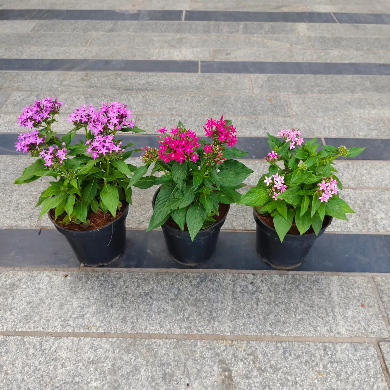 Set of 3 - Pentas (Any Colour) in 5 Inch Nursery Pot