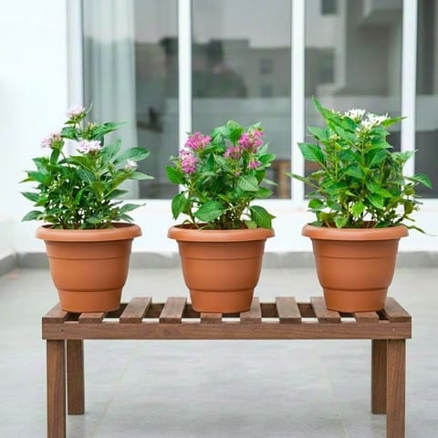 Set of 3 - Pentas (Any Colour) in 8 Inch Terracotta Red Classy Plastic Pot