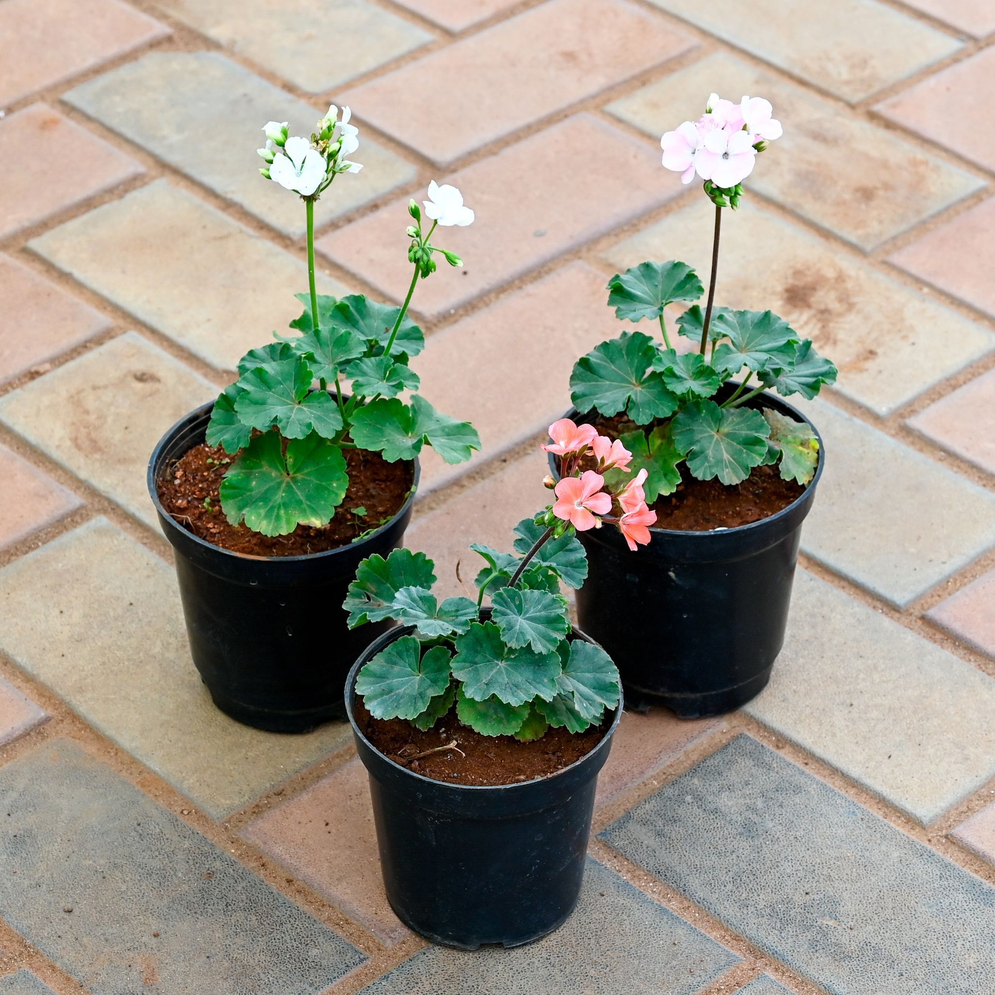 Set of 3 - Geranium (Any Colour) in 5 Inch Nursery Pot