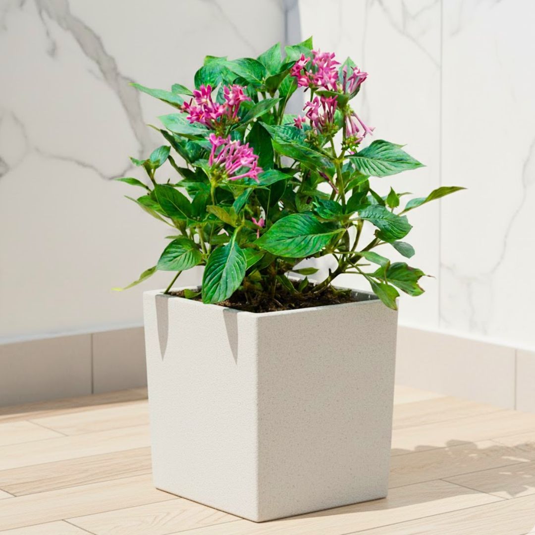 Pentas (Any Colour) in 8 X 8 Inch White Premium Kyvos Fiberglass Planter
