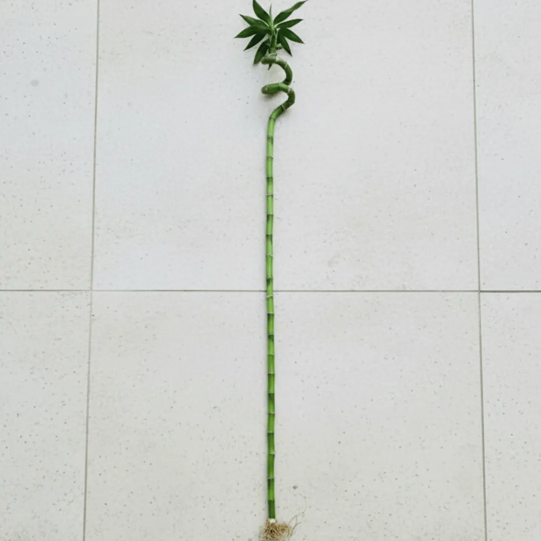 Bamboo Stick (~ 2 Ft) ( 1 Pcs)