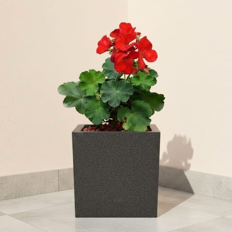 Geranium (Any Colour) in 8 X 8 Inch Grey Premium Kyvos Fiberglass Planter