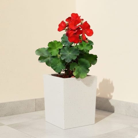 Geranium (Any Colour) in 8 X 8 Inch White Premium Kyvos Fiberglass Planter