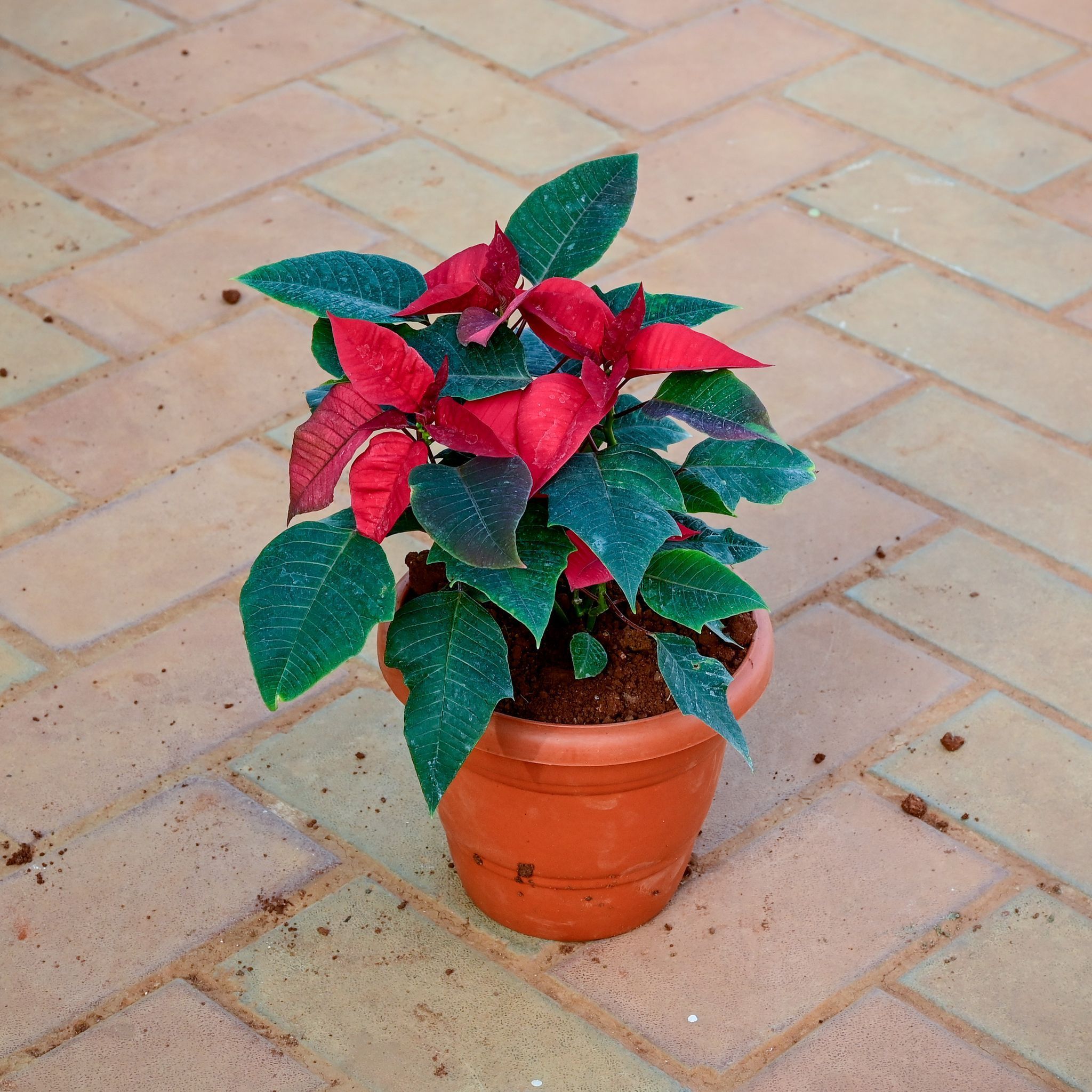 Poinsettia / Christmas Flower Red in 8 Inch Terracotta Red Classy Plastic Pot