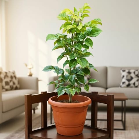 Radermachera / China Doll (~ 1 Ft) in 8 Inch Terracotta Red Classy Plastic Pot