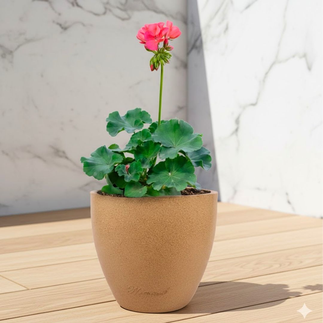 Geranium (Any Colour) in 08 X 08 Inch Sandstone Premium Convessa Fiberglass Planter