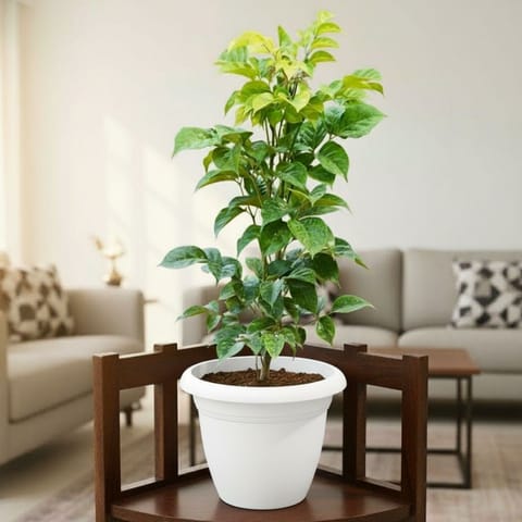 Radermachera / China Doll (~ 1 Ft) in 8 Inch White Classy Plastic Pot