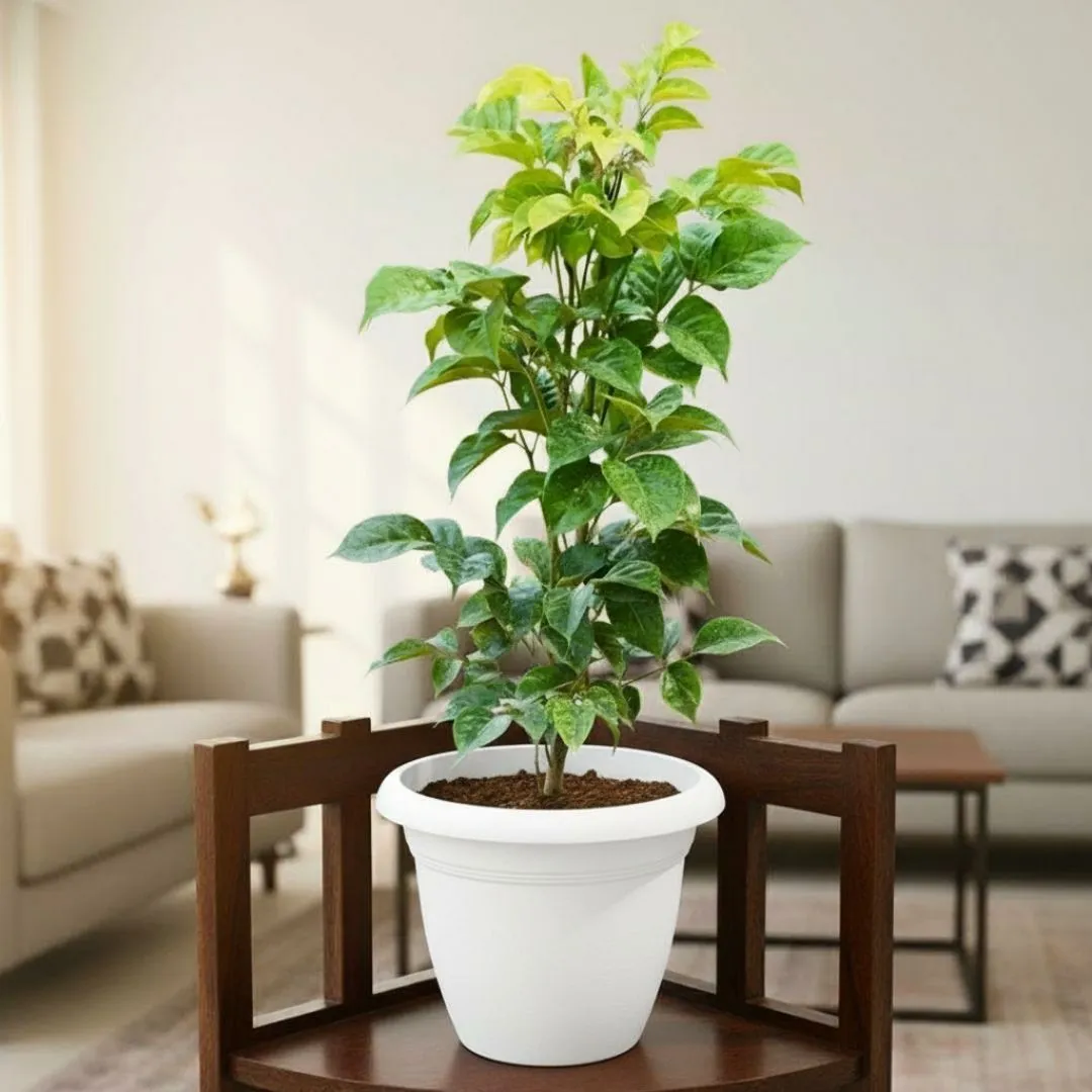 Radermachera / China Doll (~ 1 Ft) in 8 Inch White Classy Plastic Pot