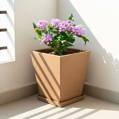 Pentas (Any Colour) in 12 X 10 Inch Sandstone Premium Blaze Fiberglass Planter