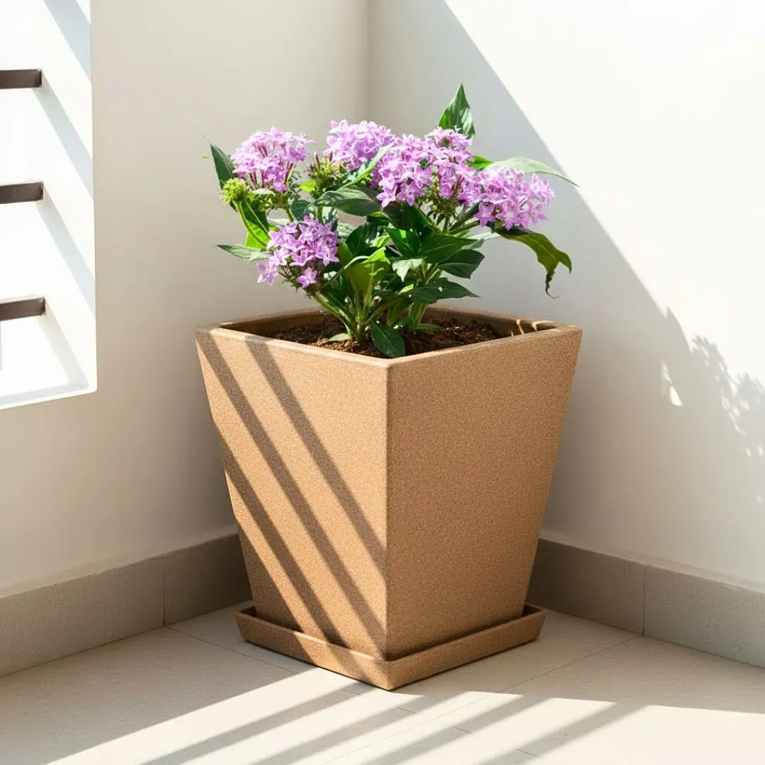 Pentas (Any Colour) in 12 X 10 Inch Sandstone Premium Blaze Fiberglass Planter