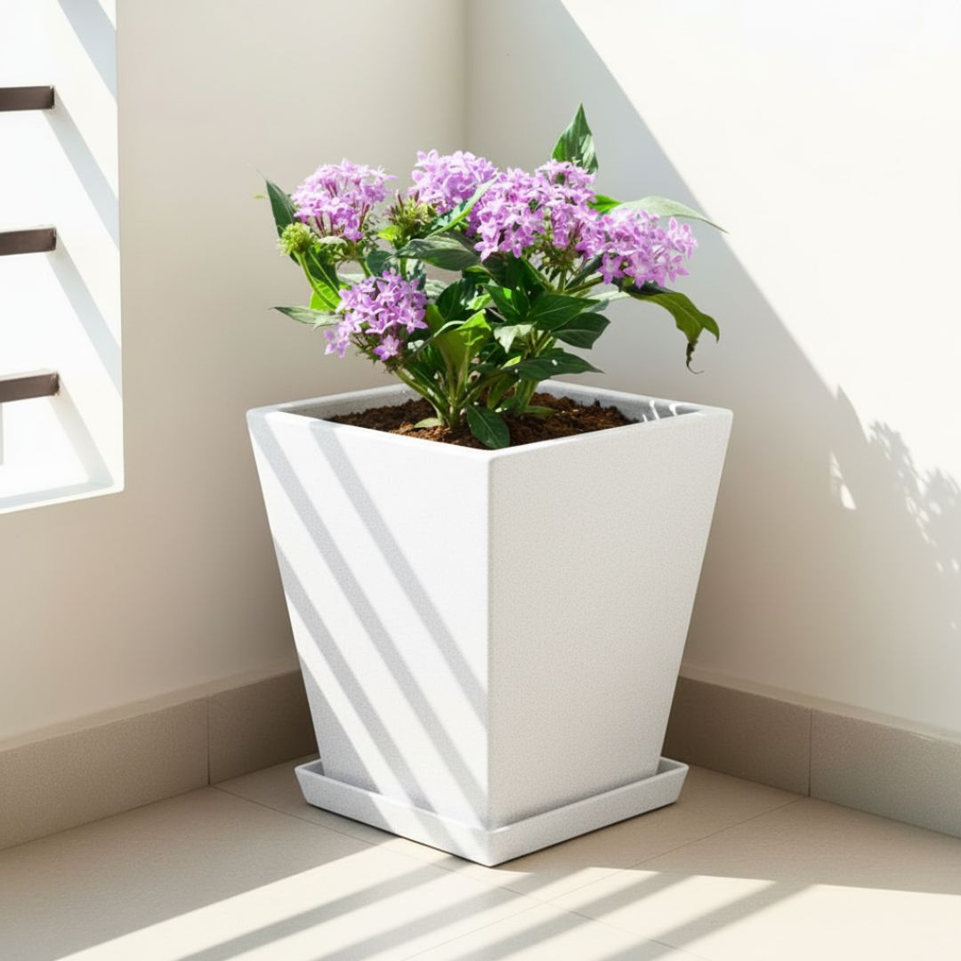 Pentas (Any Colour) in 12 X 10 Inch White Premium Blaze Fiberglass Planter