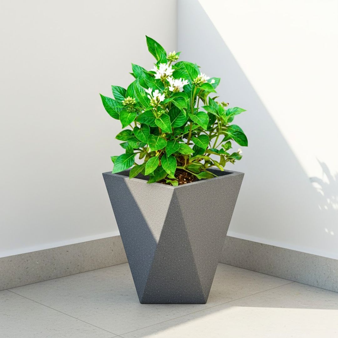 Pentas (Any Colour) in 8 X 12 Inch Grey Premium Fantasia Fiberglass Planter