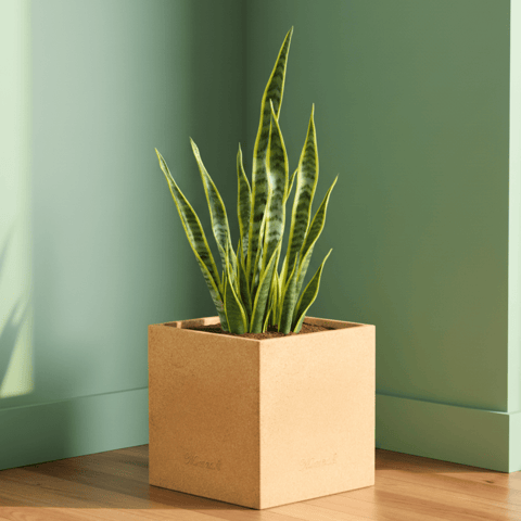 Snake Yellow Long in 8 X 8 Inch Sandstone Premium Kyvos Fiberglass Planter