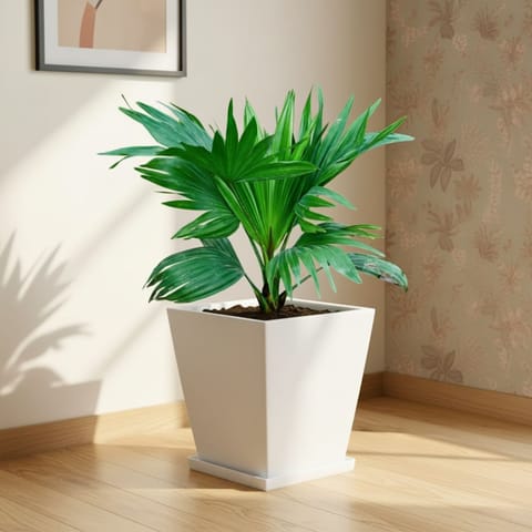Chinese Fan Palm in 12 X 10 Inch White Premium Blaze Fiberglass Planter