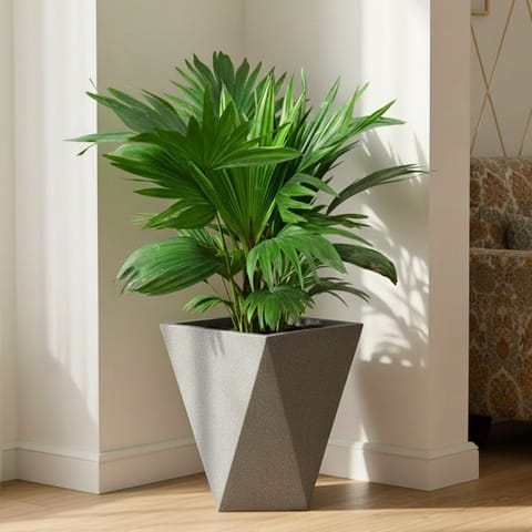 Chinese Fan Palm in 8 X 12 Inch Grey Premium Fantasia Fiberglass Planter
