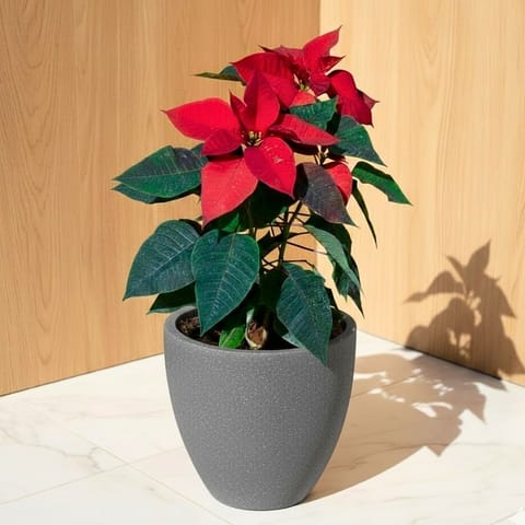 Poinsettia / Christmas Flower Red in 08 X 08 Inch Grey Premium Convessa Fiberglass Planter