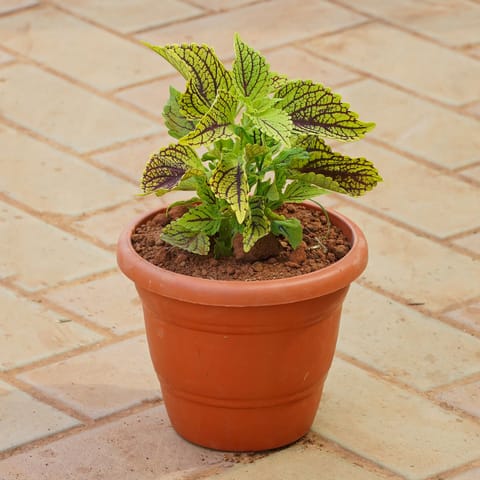 Coleus Variegated Green in 8 Inch Terracotta Red Classy Plastic Pot