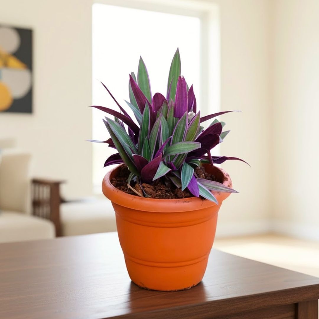 Rhoeo / Durangi Bicolour in 8 Inch Terracotta Red Classy Plastic Pot