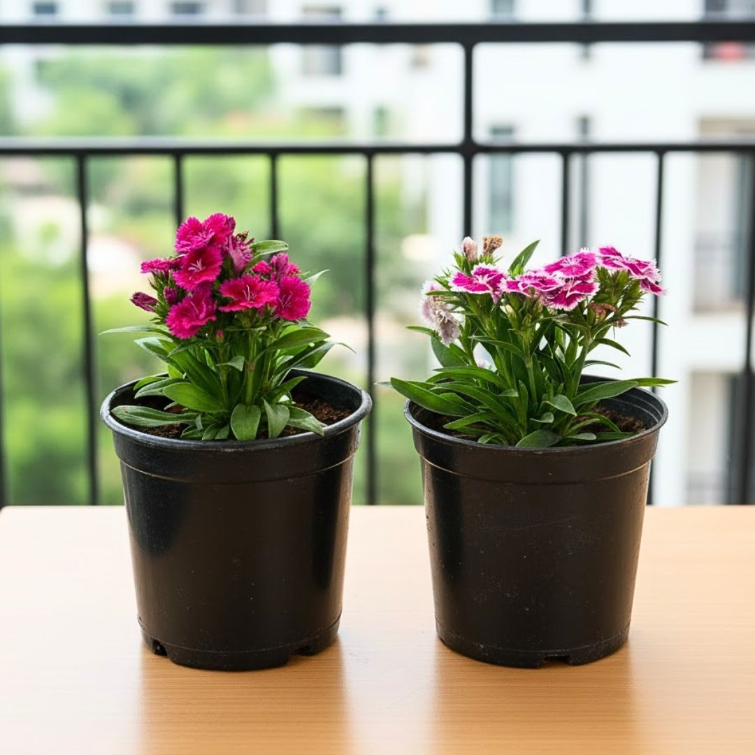 Set of 2 - Dianthus (Any Colour) in 4 Inch Nursery Pot