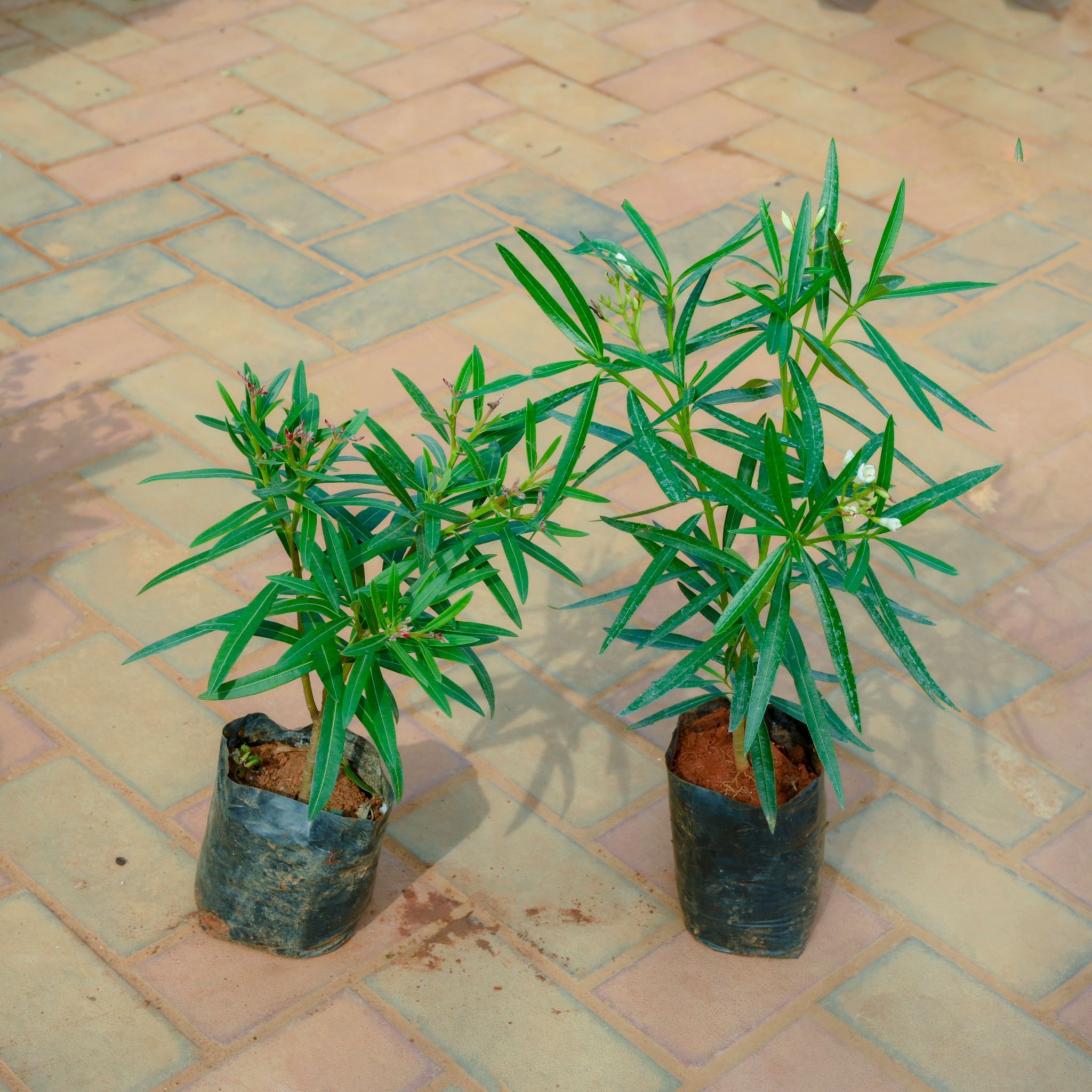 Set Of 2 - Kaner / Oleander (Any Colour) in 4 Inch Nursery Bag