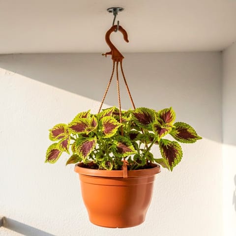 Coleus (Any Colour) in 7 Inch Terracotta Red Premium Evara Hanging Plastic Pot