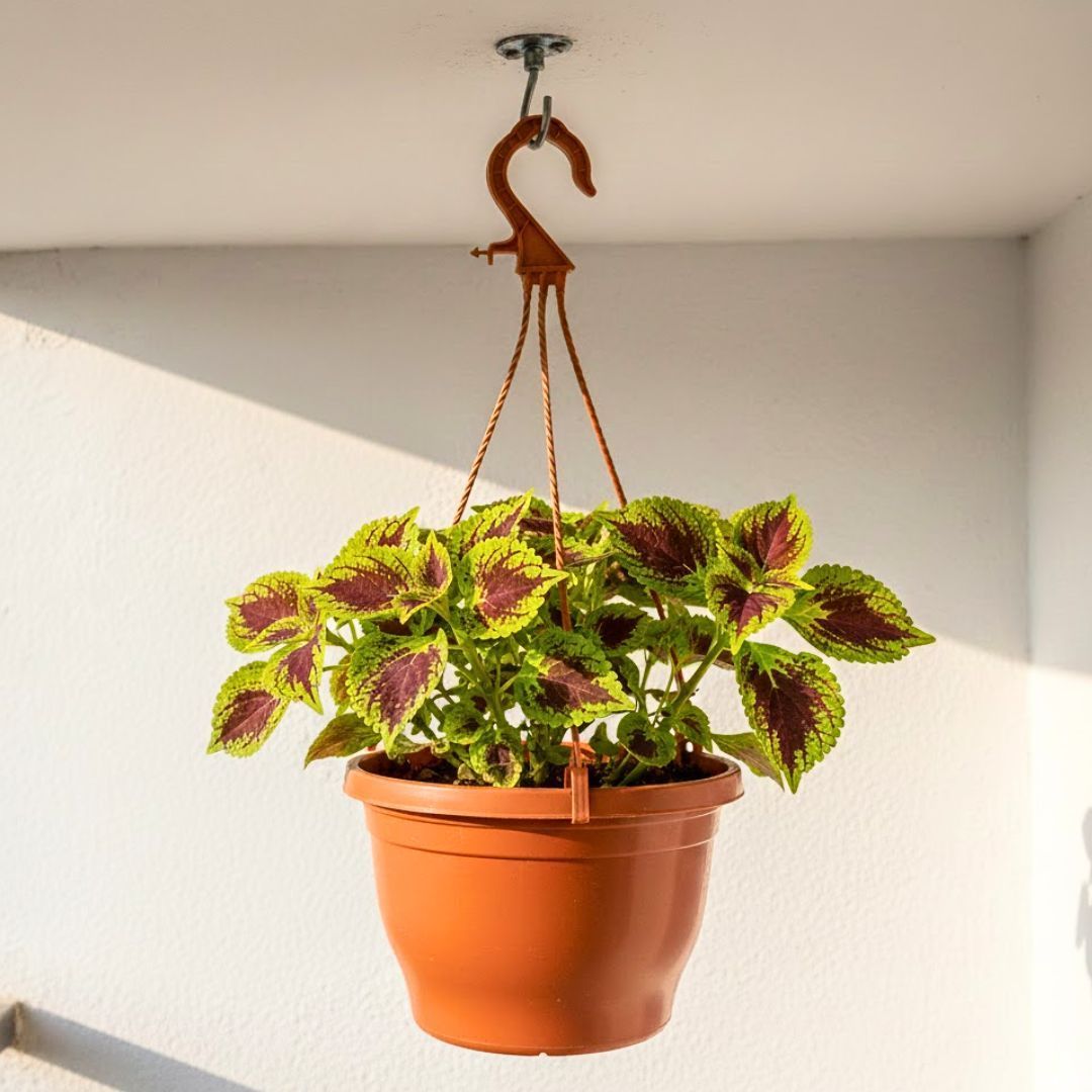 Coleus (Any Colour) in 7 Inch Terracotta Red Premium Evara Hanging Plastic Pot