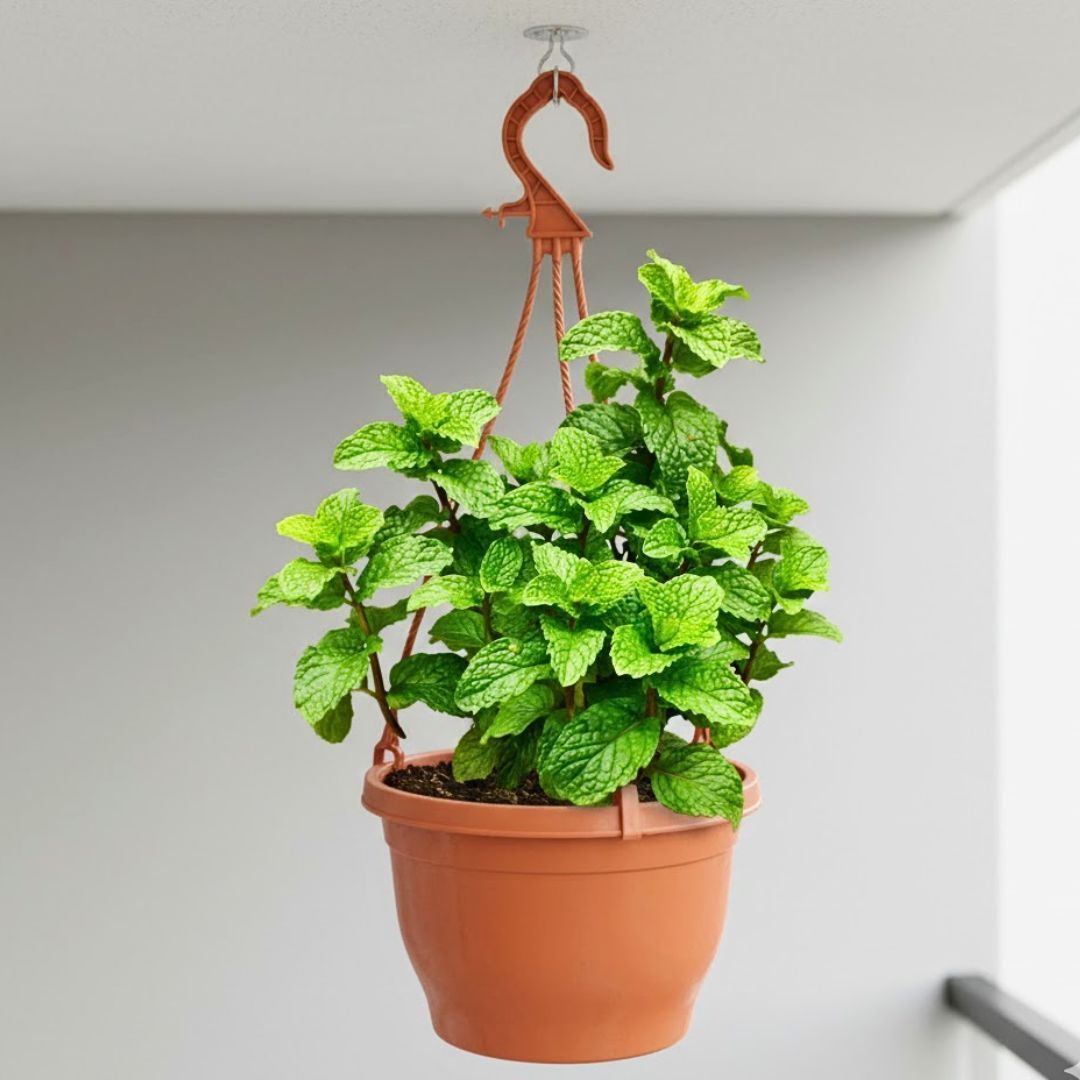 Mint / Pudina in 7 Inch Terracotta Red Premium Evara Hanging Plastic Pot
