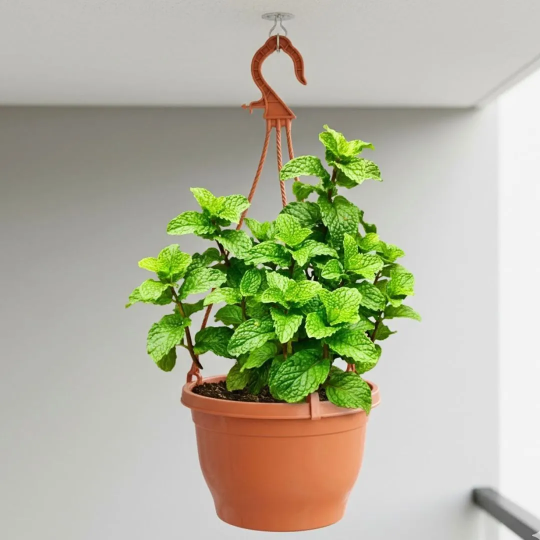 Mint / Pudina in 7 Inch Terracotta Red Premium Evara Hanging Plastic Pot