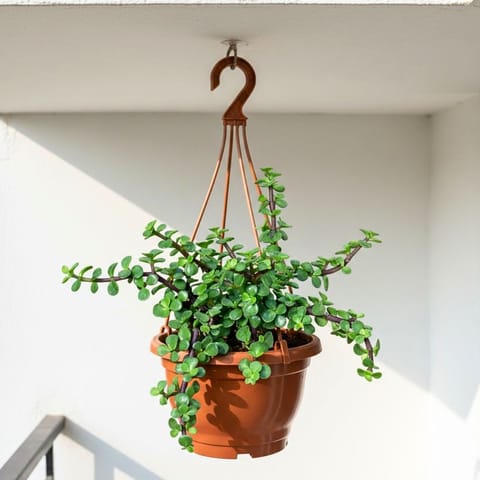 Jade Mini / Elephant Bush in 7 Inch Live Fresh Plant Terracotta Red Premium Evara Hanging Plastic Pot in Sector 6