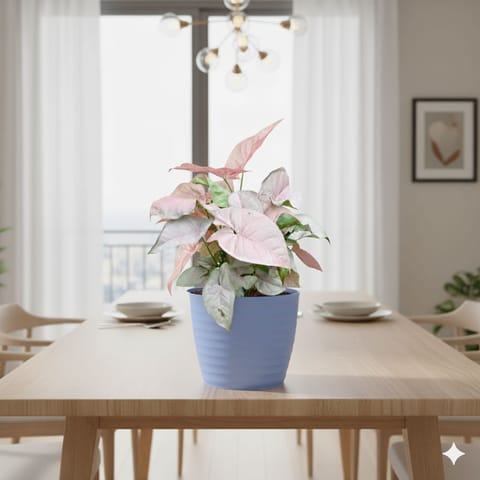 Syngonium Pink in 5 Inch Elvan Blue Avora Premium Plastic Planter
