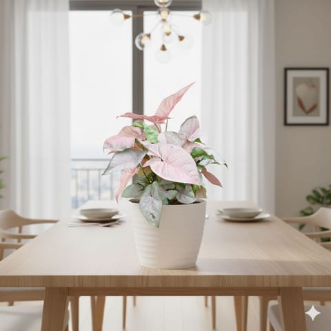 Syngonium Pink in 5 Inch White Avora Premium Plastic Planter