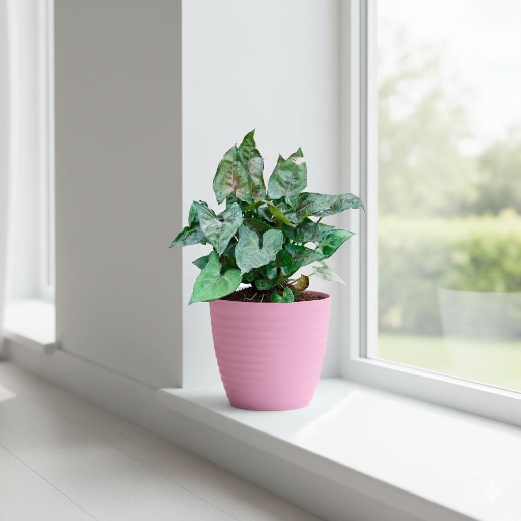 Syngonium Bronze in 5 Inch Candy-Blush Pink Avora Premium Plastic Planter